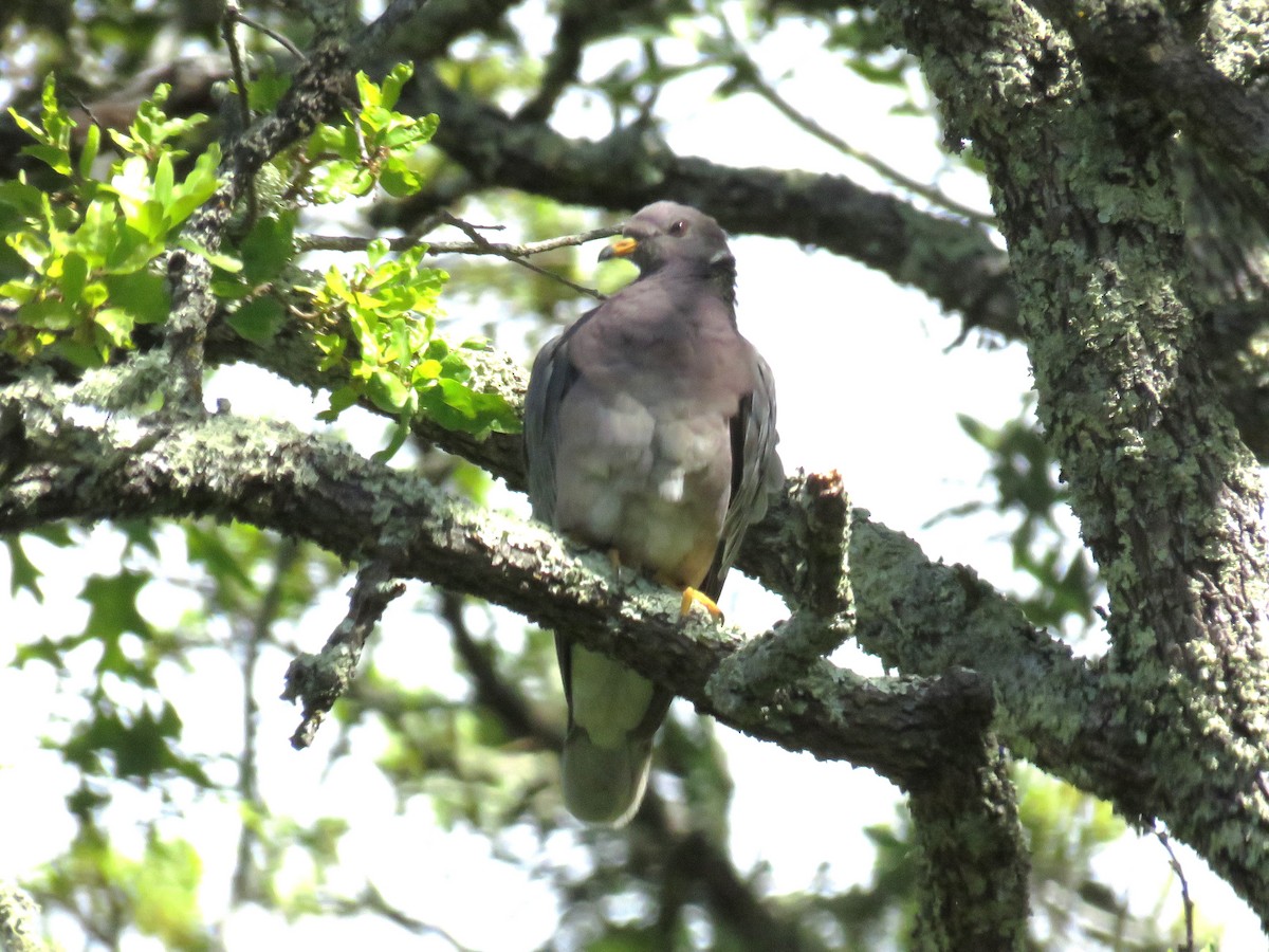 Band-tailed Pigeon - ML616876403