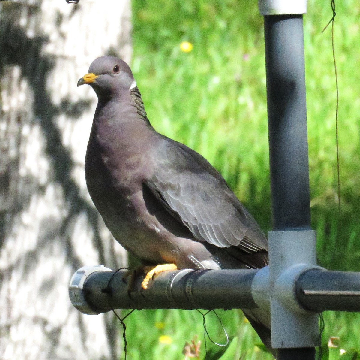 Band-tailed Pigeon - ML616876415