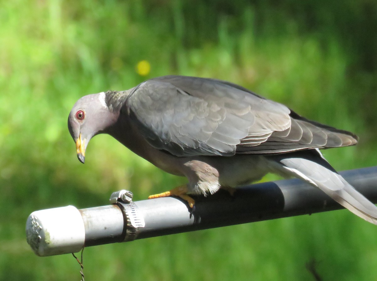 Band-tailed Pigeon - ML616876462