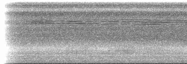 Pic ondé (groupe grammicus) - ML616876484