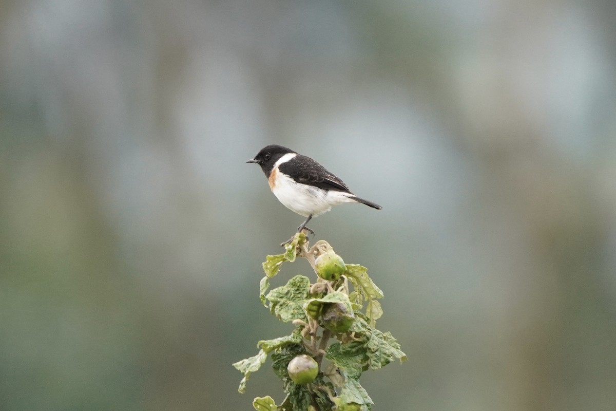 African Stonechat - ML616876514