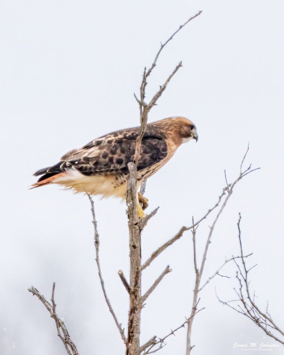 Red-tailed Hawk - ML616876624