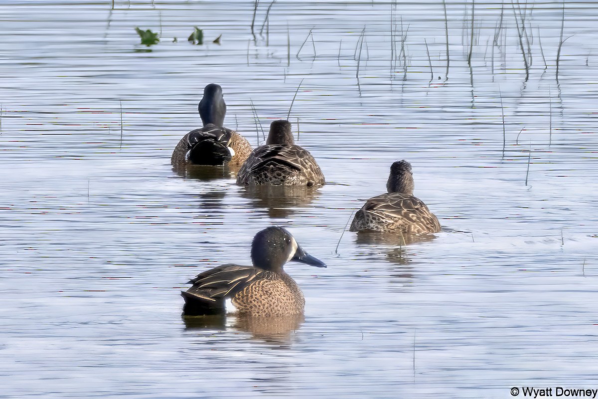 Blue-winged Teal - ML616876763