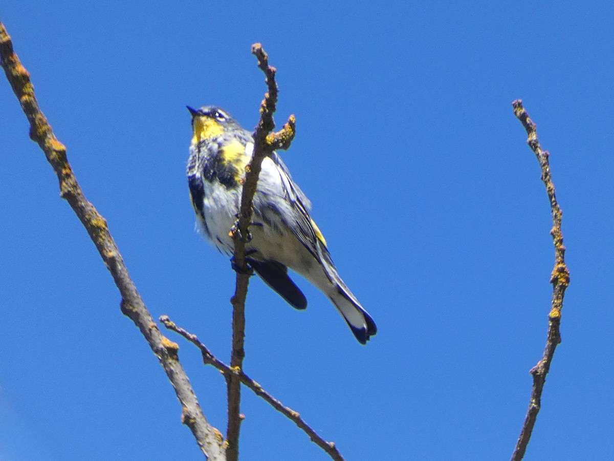 Yellow-rumped Warbler (Audubon's) - ML616876793