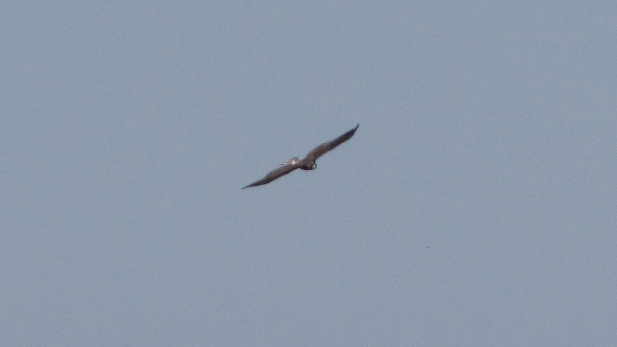 White-tailed Hawk - ML616876843