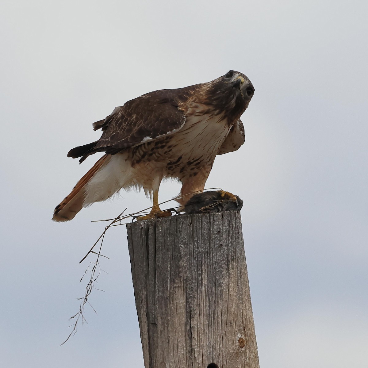Red-tailed Hawk - ML616876934