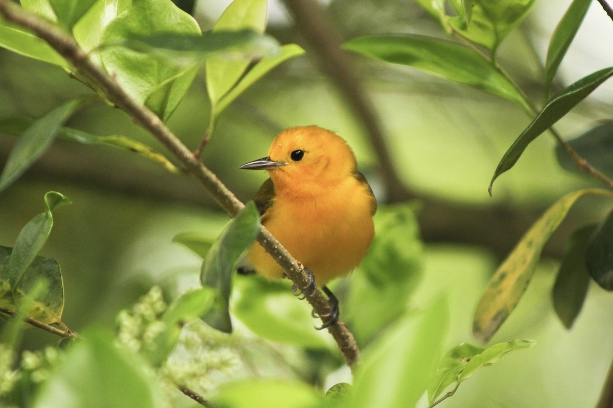 Prothonotary Warbler - ML616876943