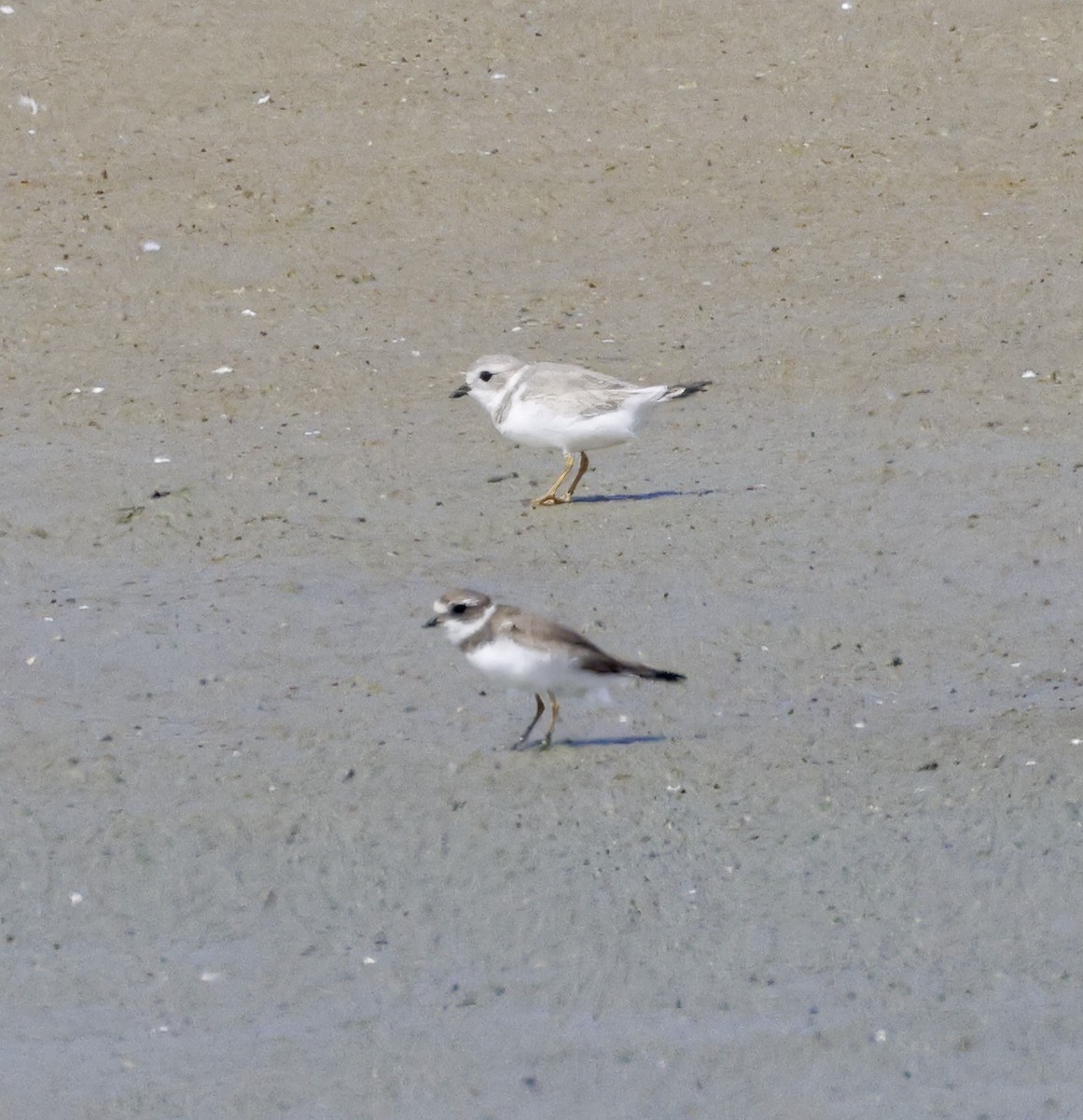 Piping Plover - ML616876946