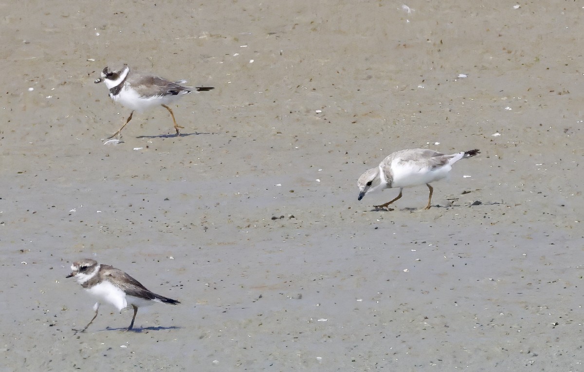 Piping Plover - ML616876947
