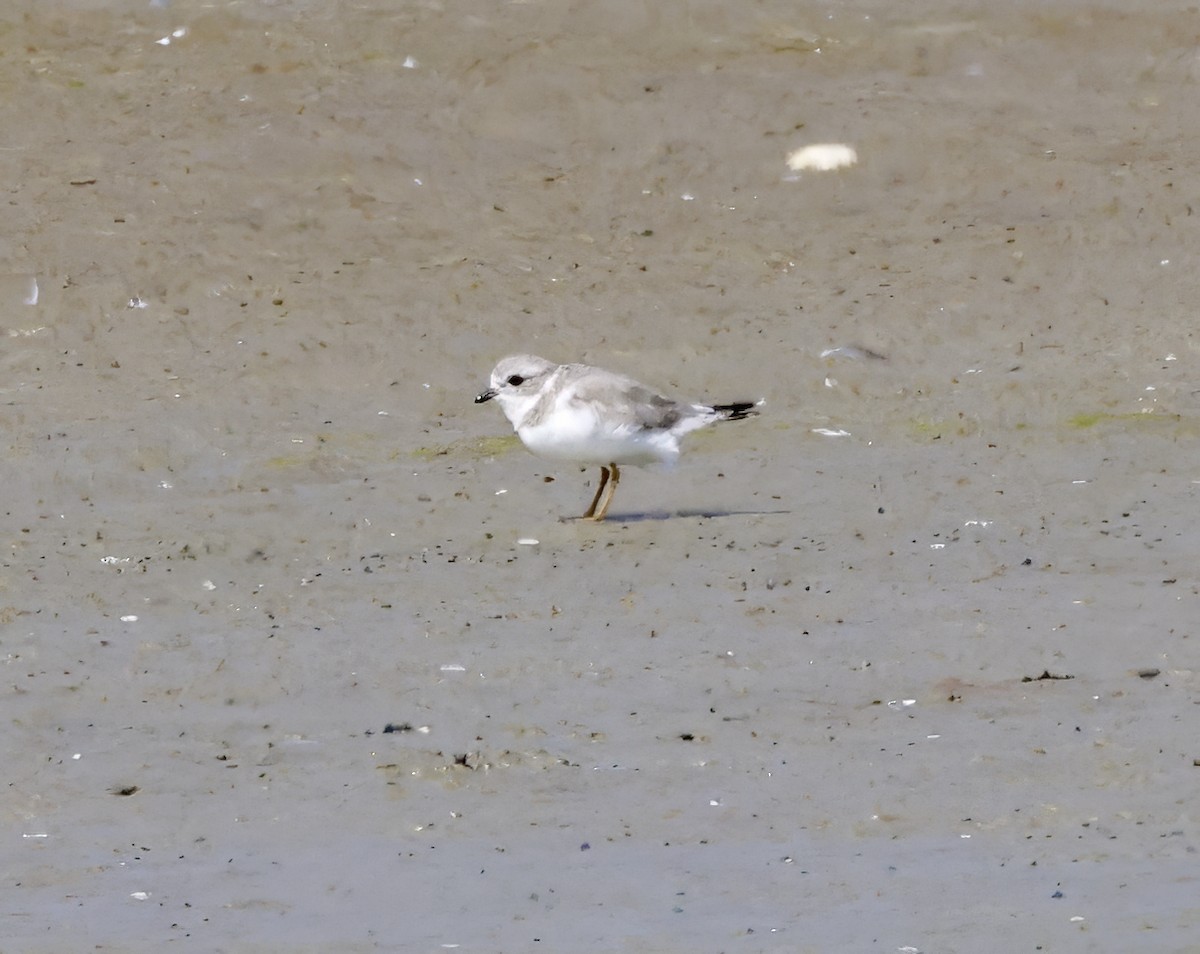 Piping Plover - Adam Dudley