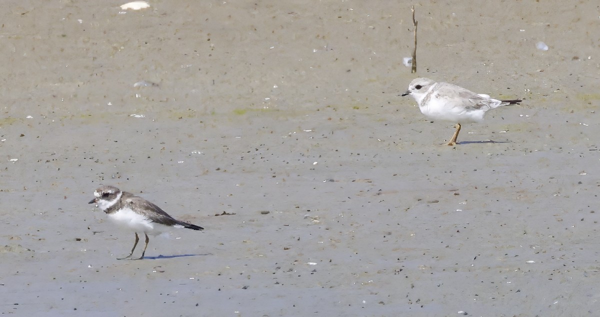 Piping Plover - ML616876949