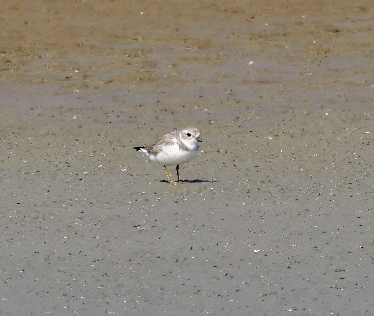 Piping Plover - ML616876950