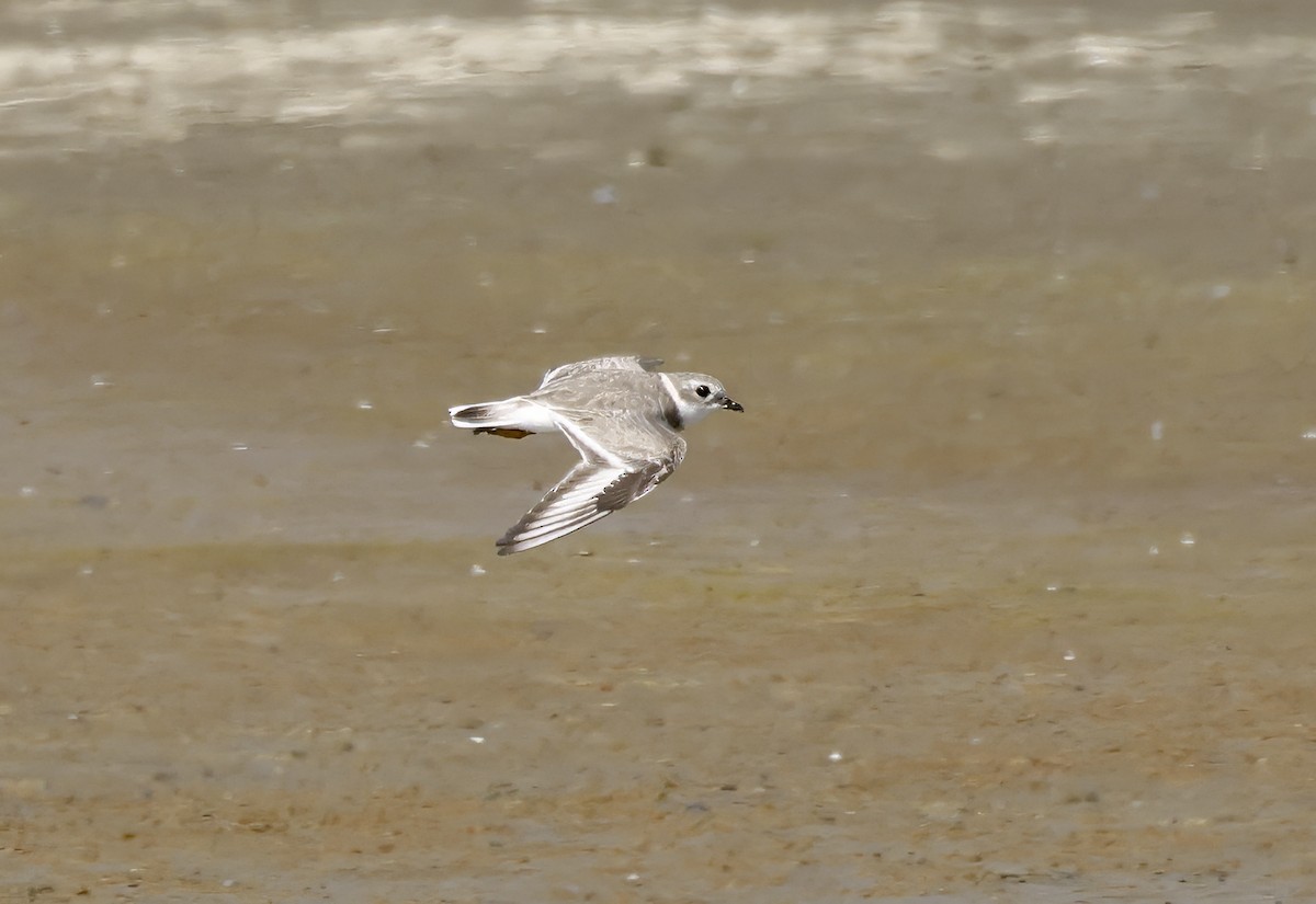 Piping Plover - ML616876951