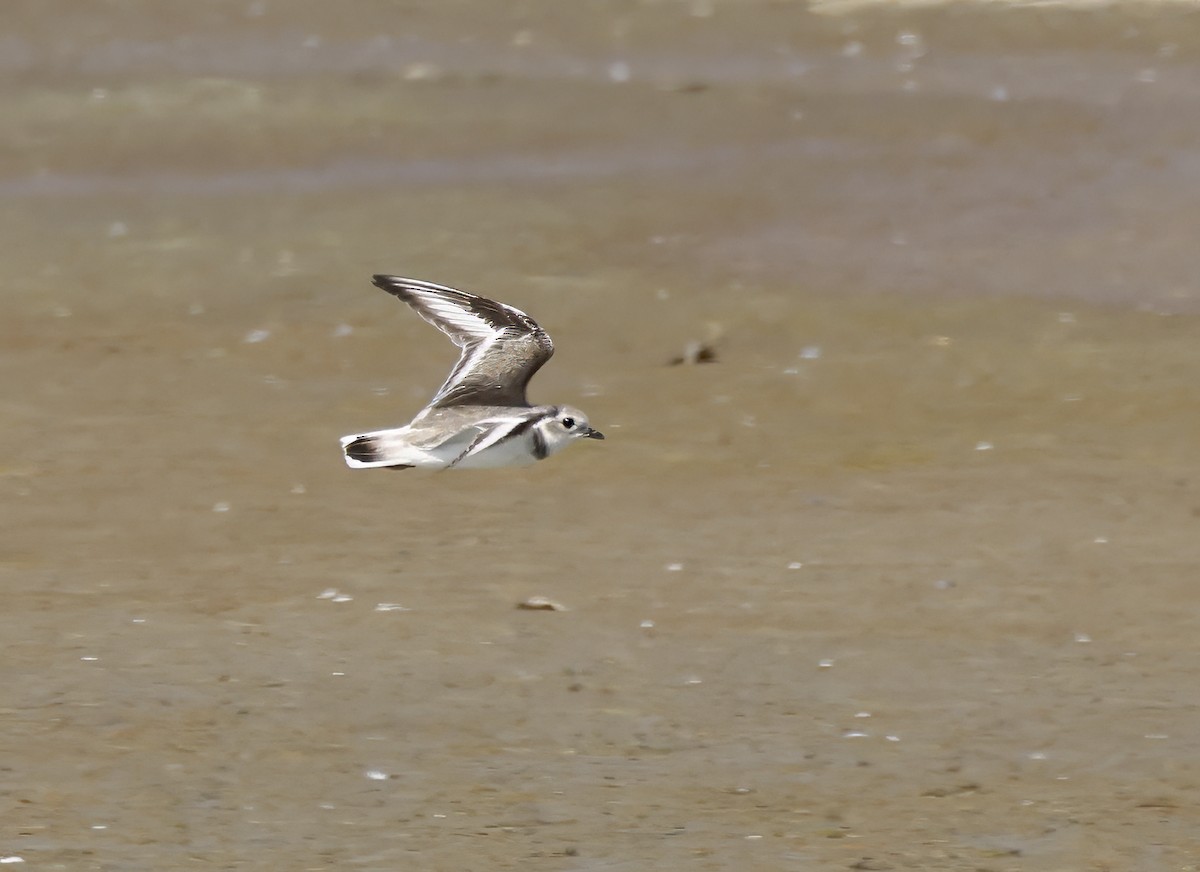 Piping Plover - Adam Dudley