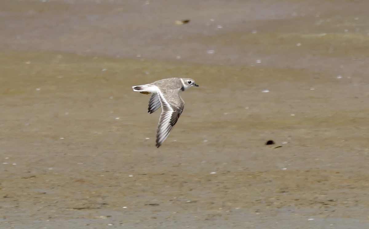 Piping Plover - ML616876953
