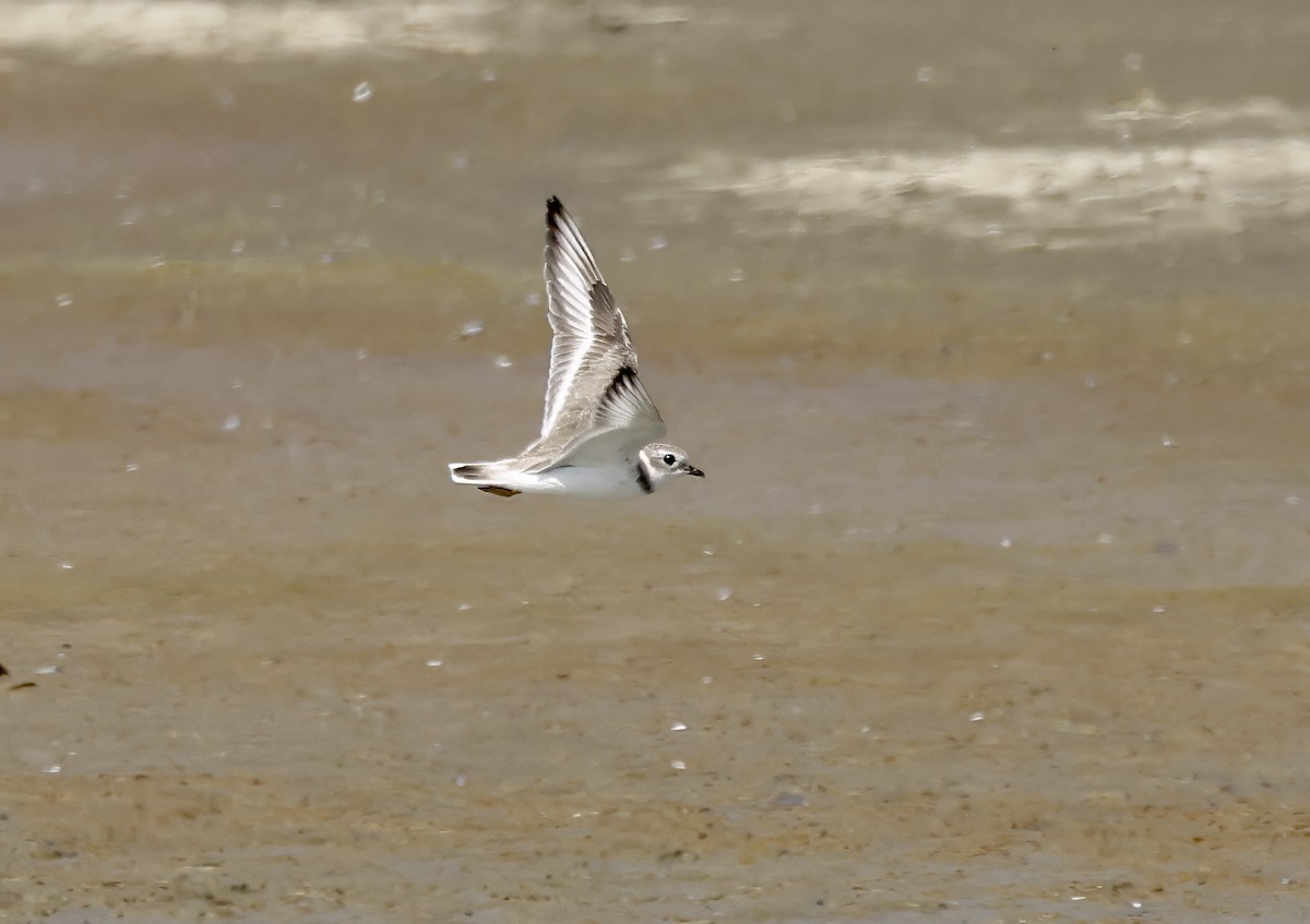 Piping Plover - ML616876954
