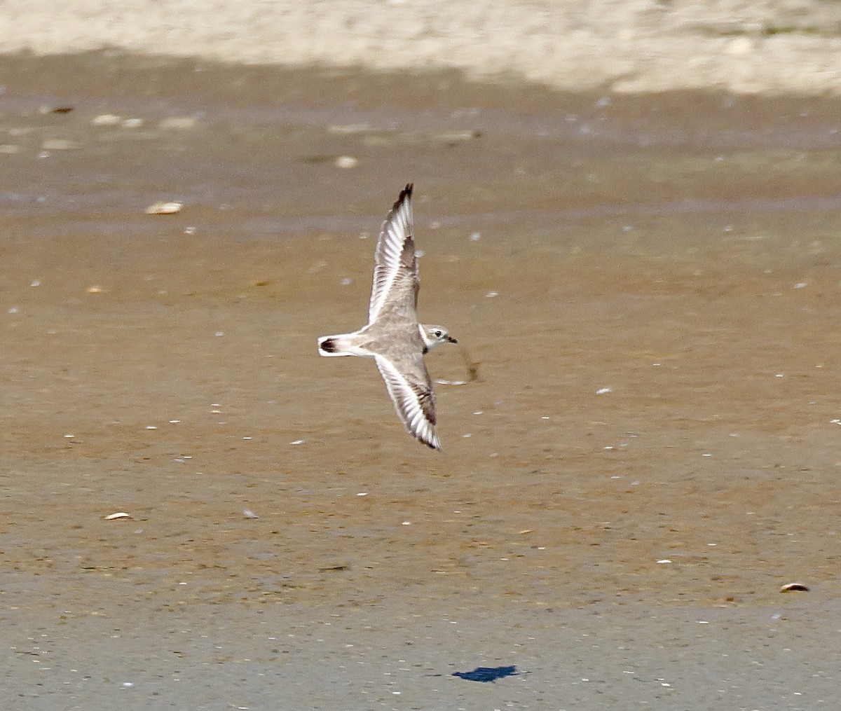 Piping Plover - ML616876963