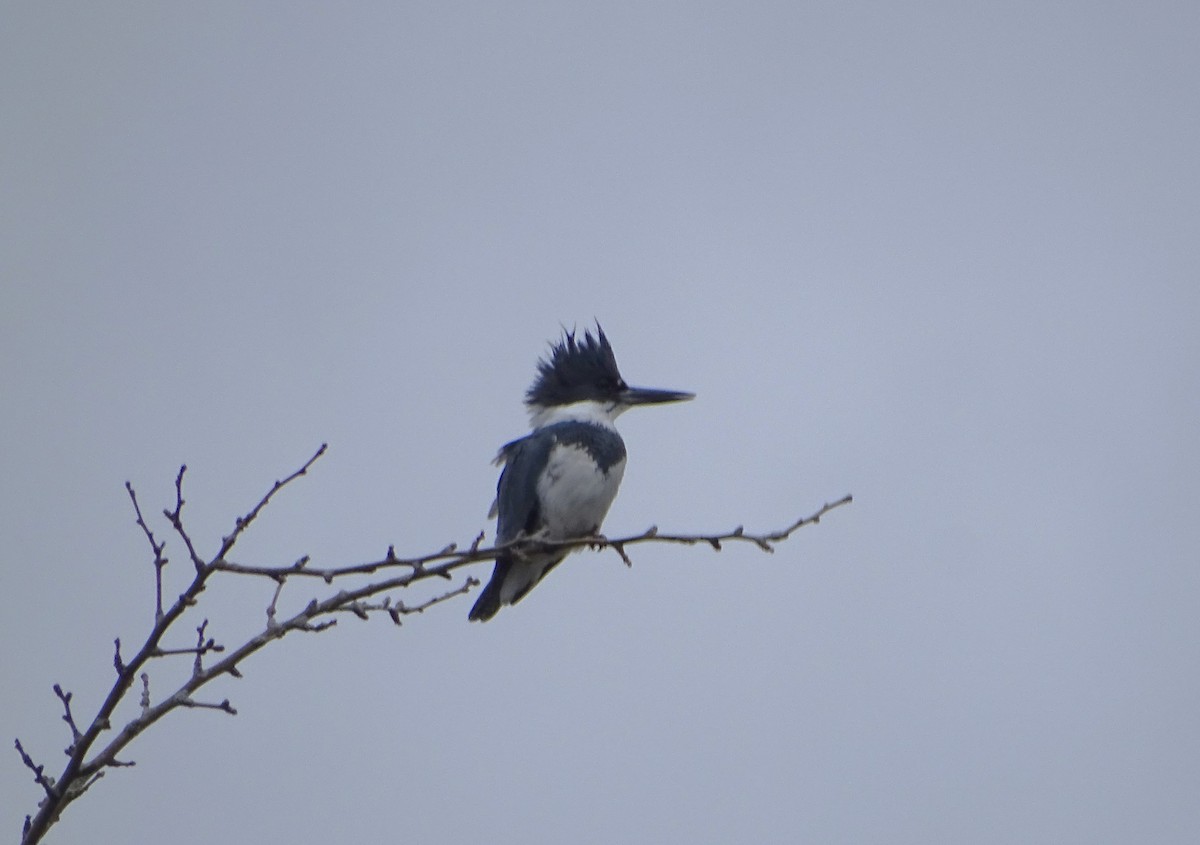 Belted Kingfisher - ML616877063