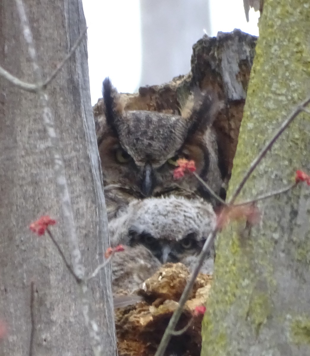 Great Horned Owl - ML616877159