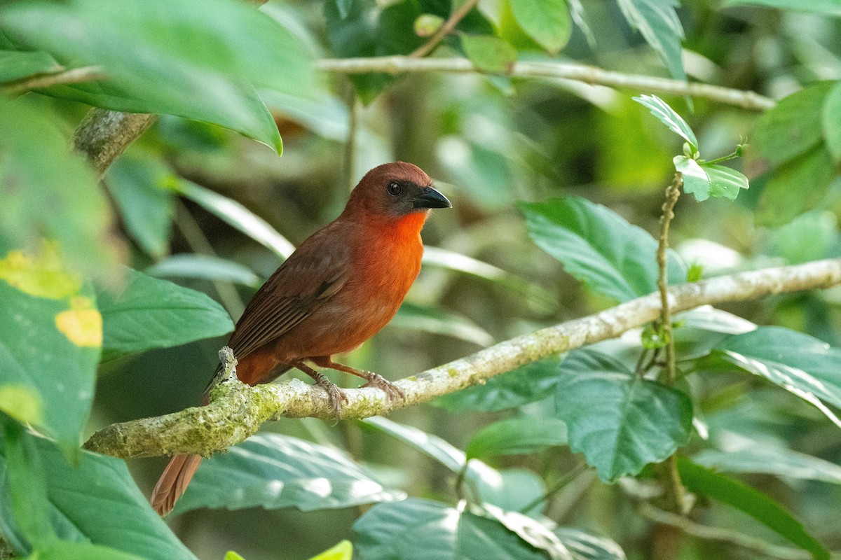 Red-throated Ant-Tanager - ML616877196