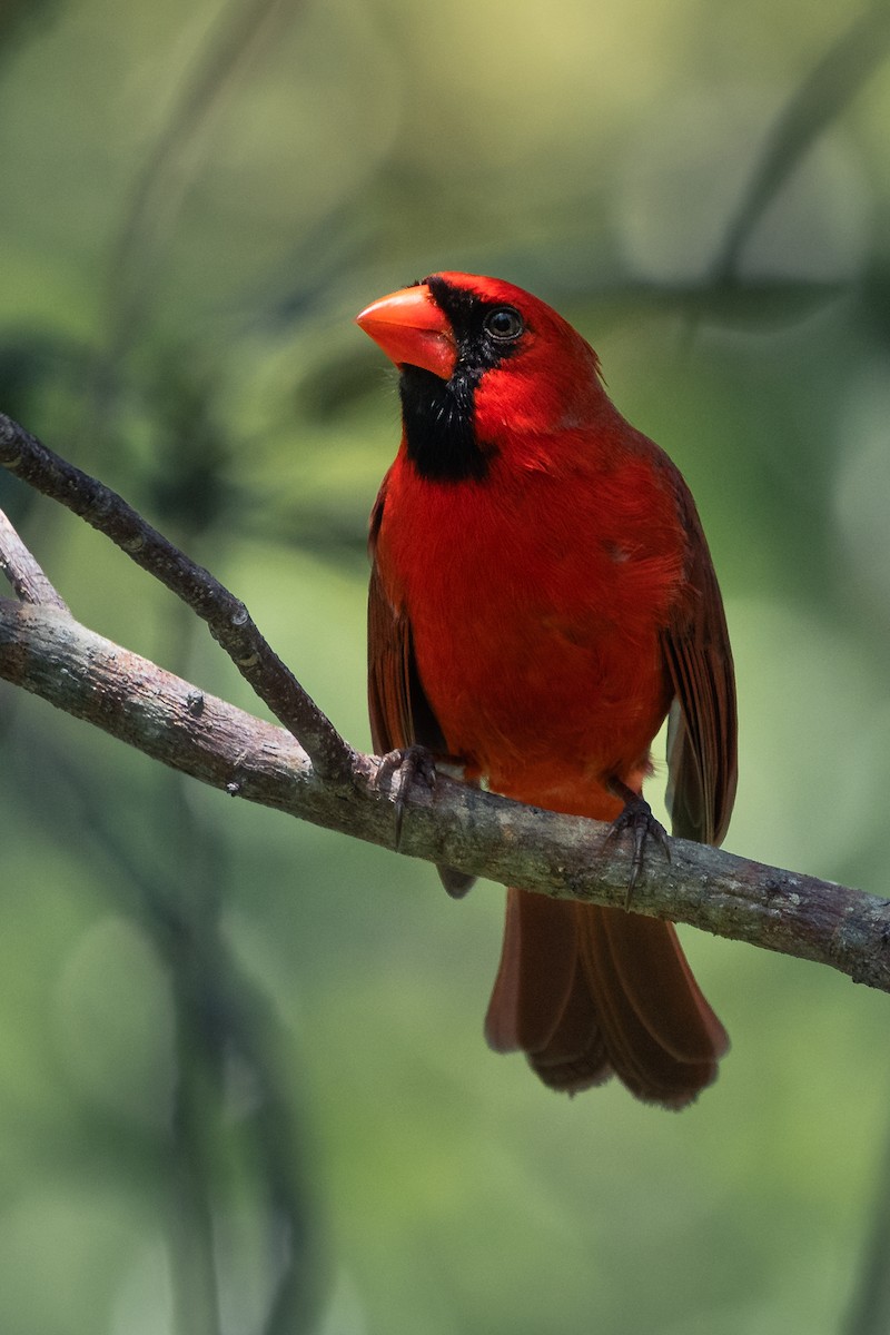 Красный кардинал [группа cardinalis] - ML616877353
