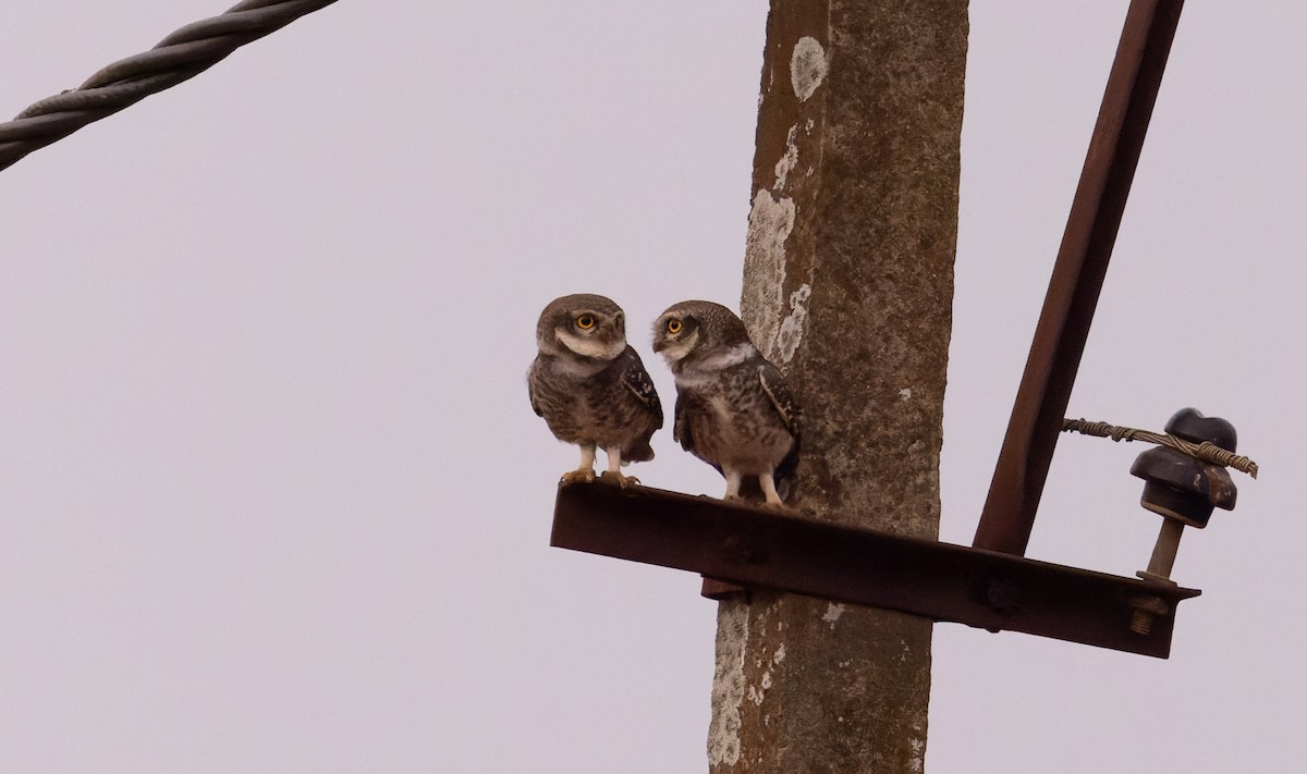 Spotted Owlet - ML616877365