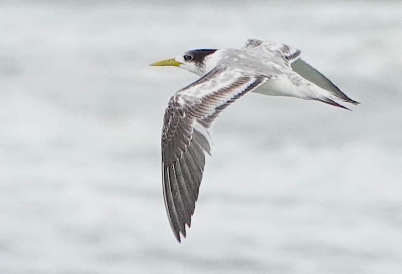 Great Crested Tern - ML616877393