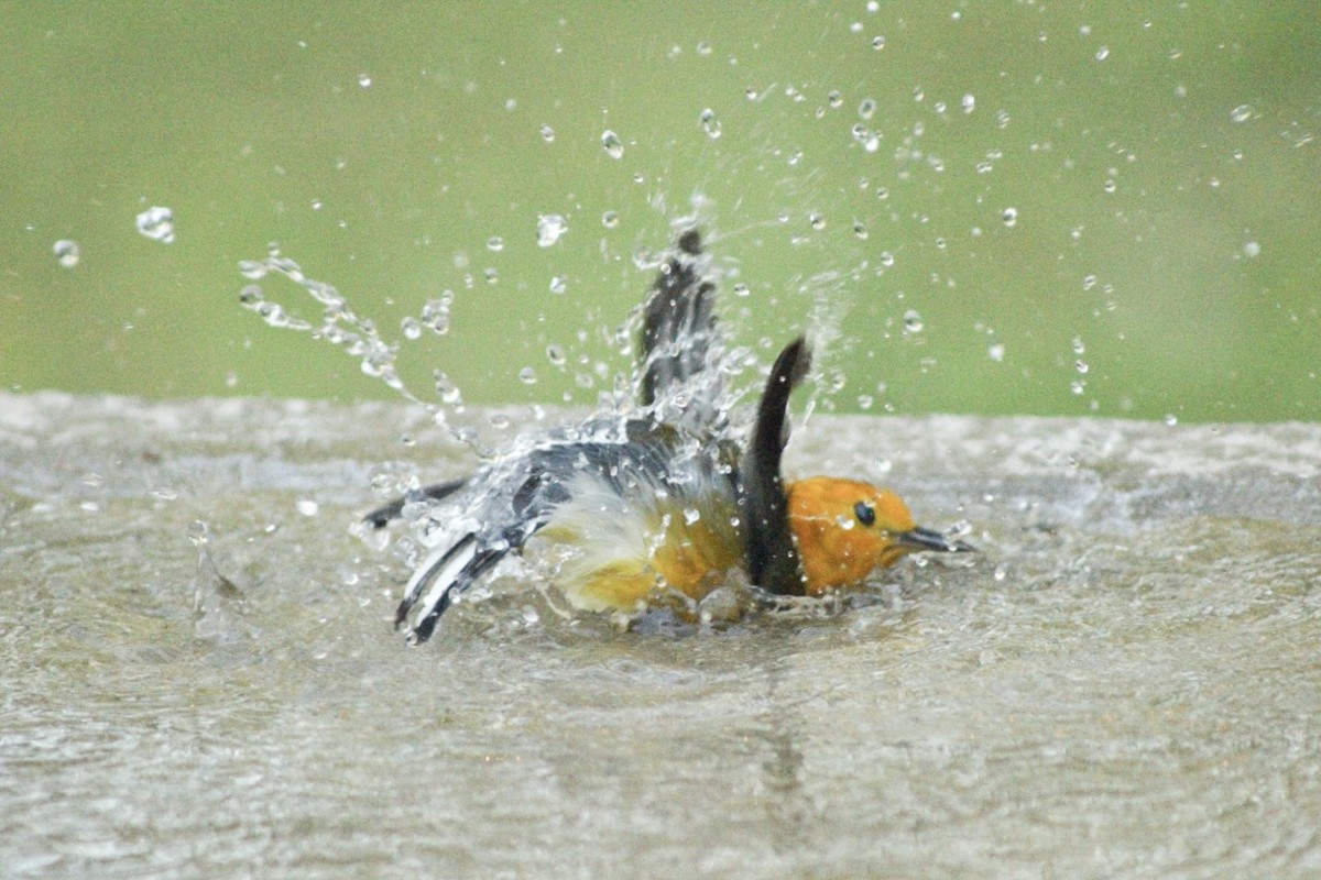 Prothonotary Warbler - ML616877400