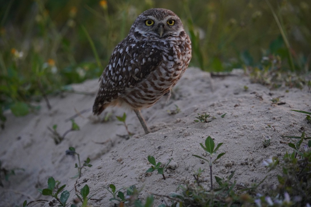 Burrowing Owl - ML616877403
