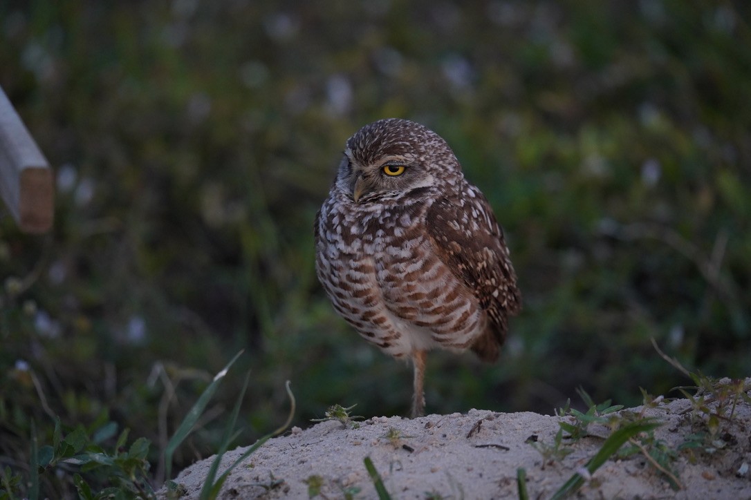 Burrowing Owl - ML616877406