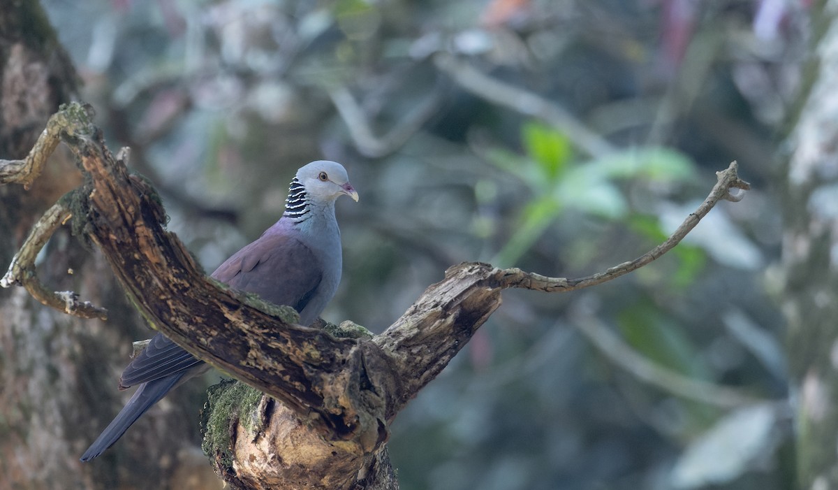 Nilgiri Wood-Pigeon - Ian Davies