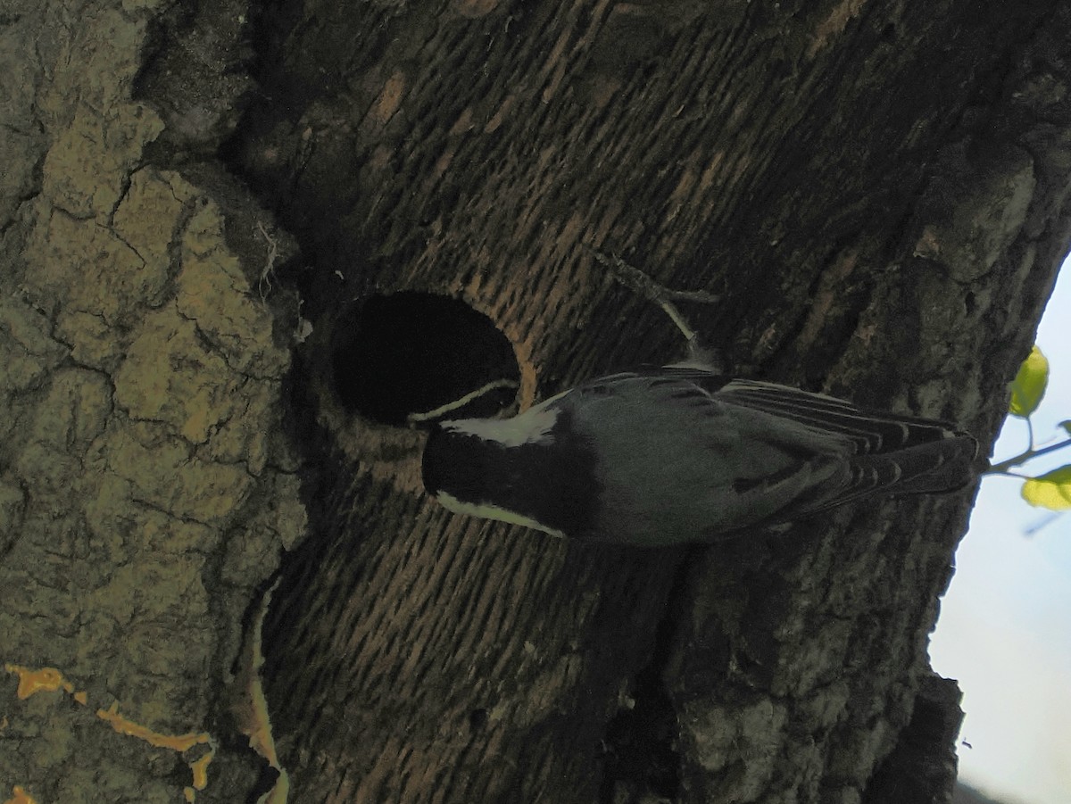 Red-breasted Nuthatch - ML616877432