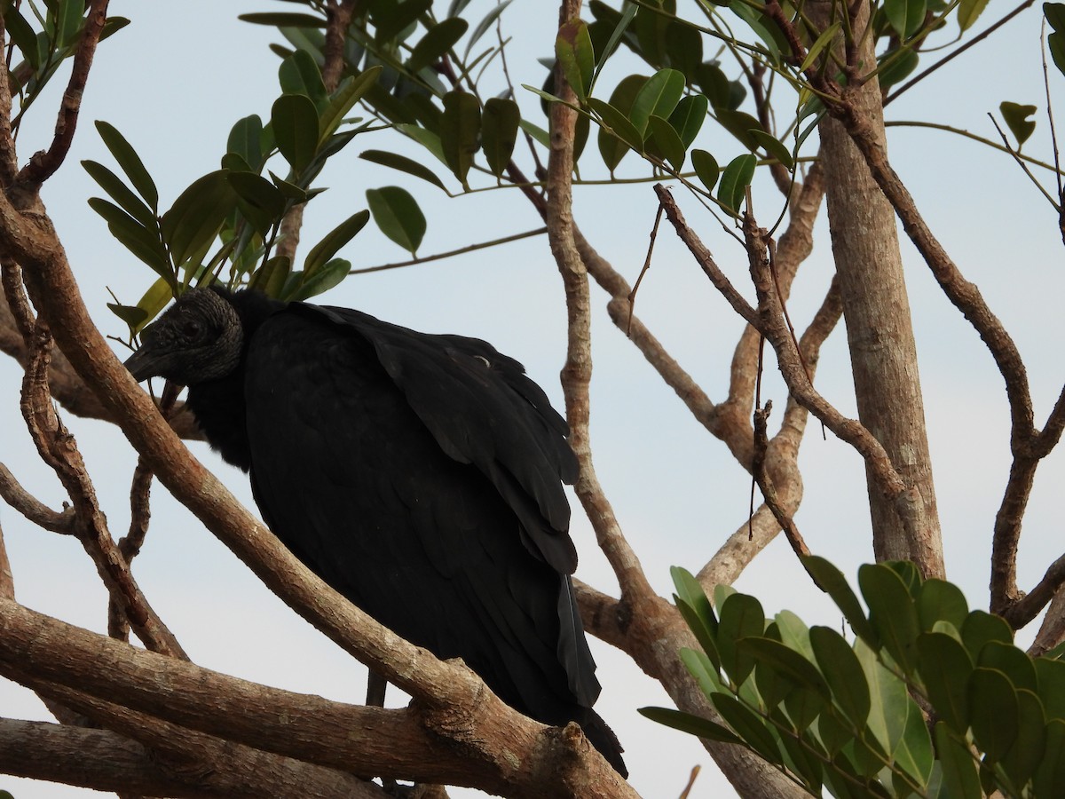 Black Vulture - Rupununi Wildlife Research Unit