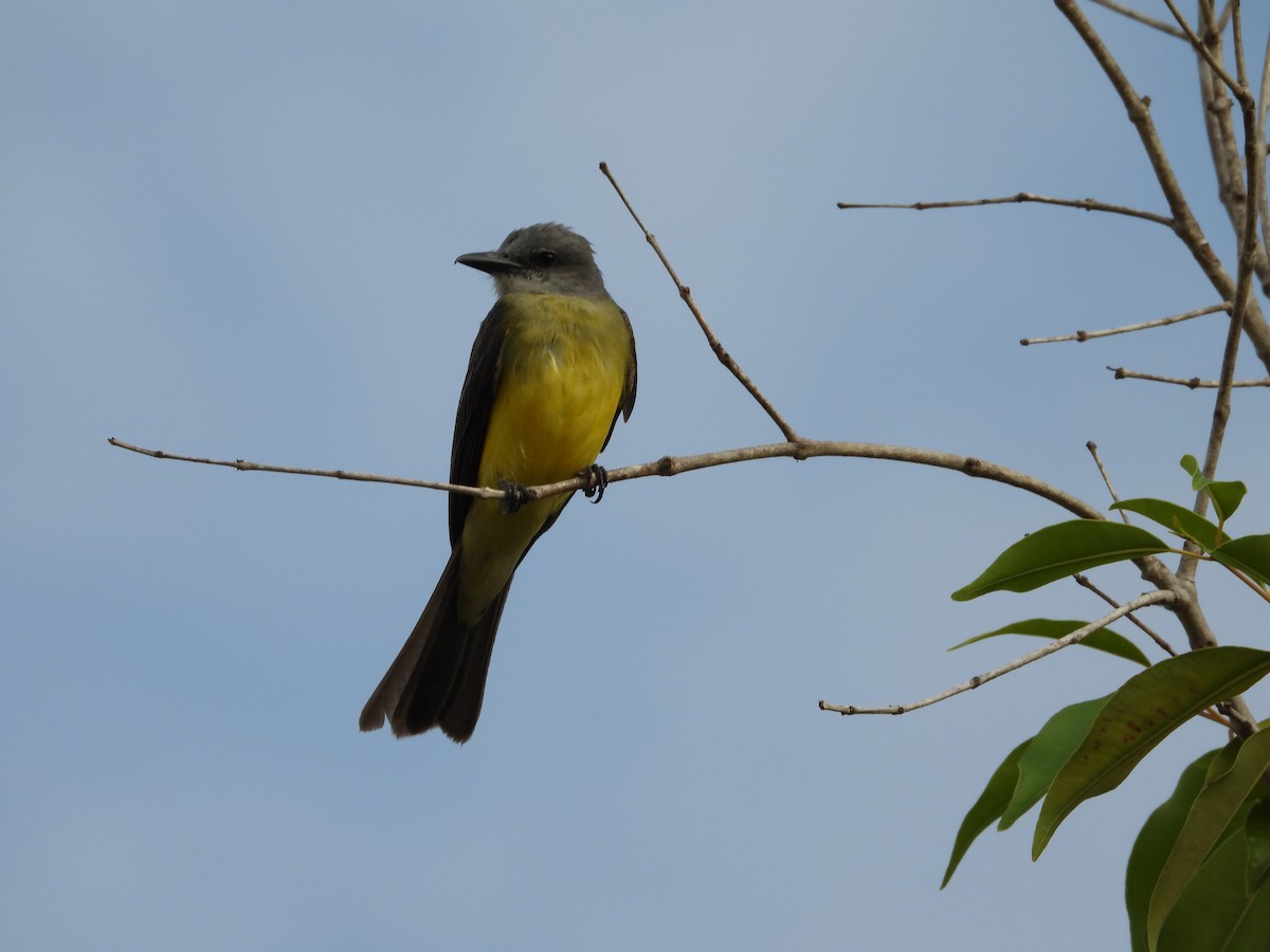 Tropical Kingbird - Rupununi Wildlife Research Unit