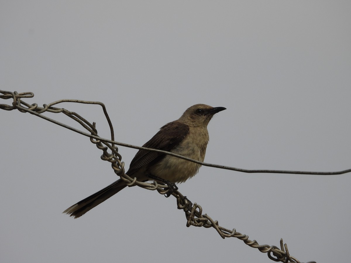 Tropical Mockingbird - Rupununi Wildlife Research Unit