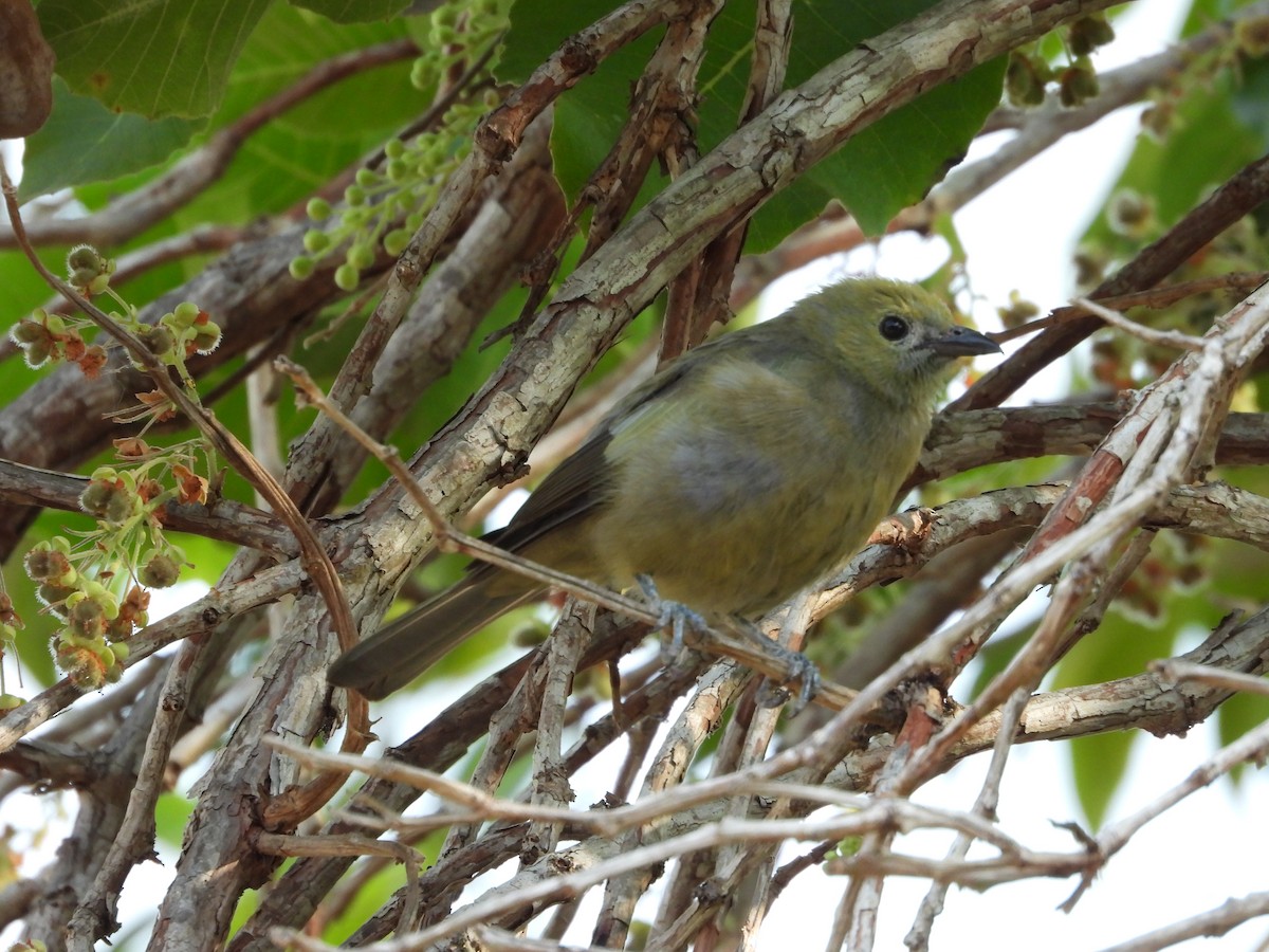 Palm Tanager - Rupununi Wildlife Research Unit