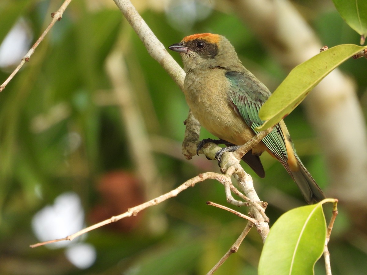 Burnished-buff Tanager - ML616877533