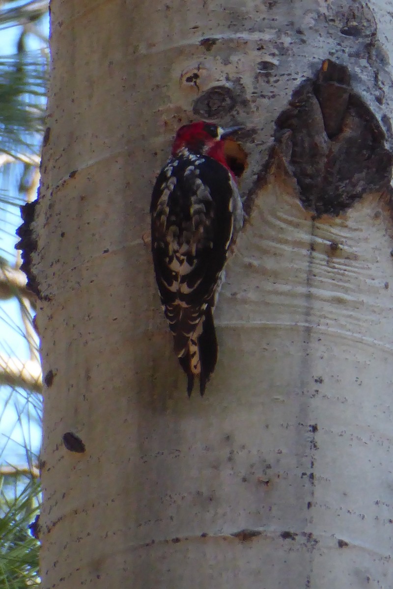Red-breasted Sapsucker - ML616877603