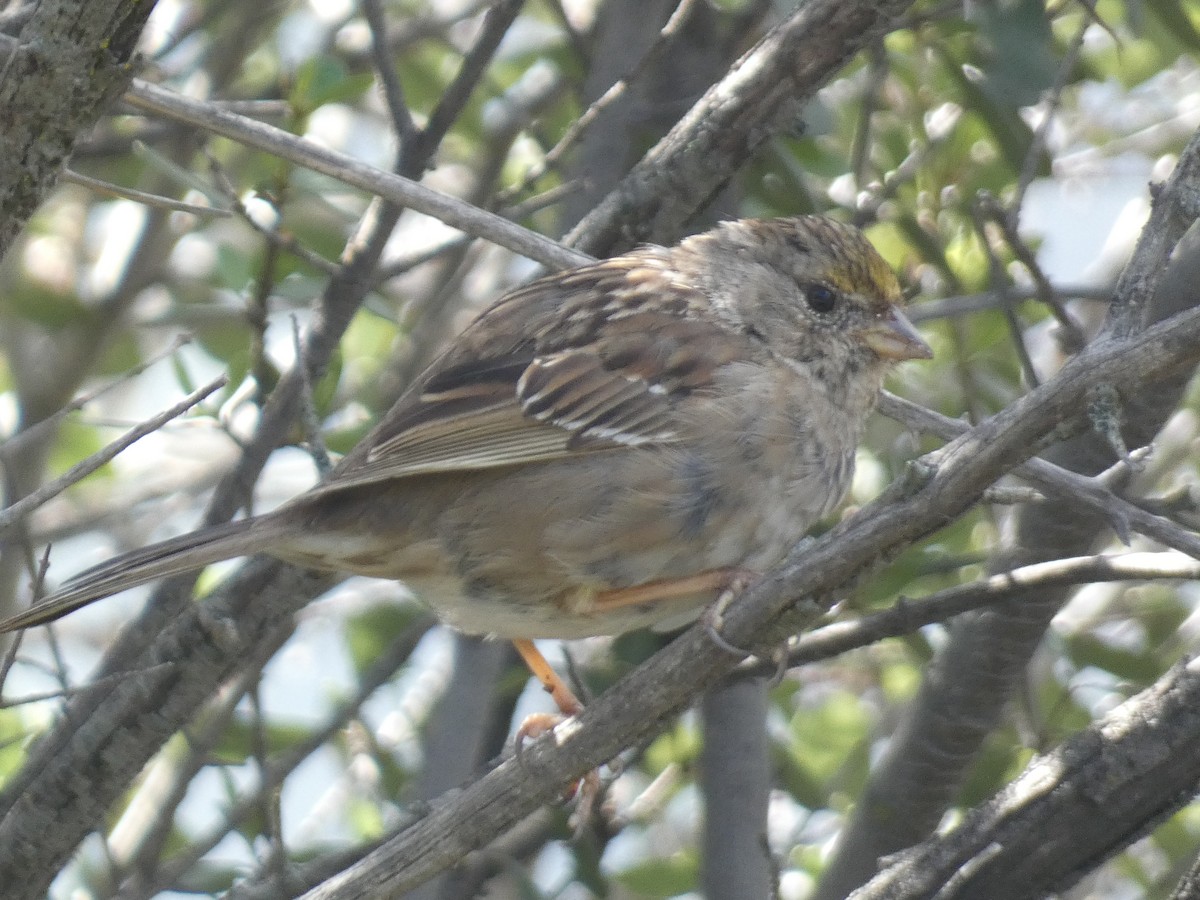 Golden-crowned Sparrow - ML616877622