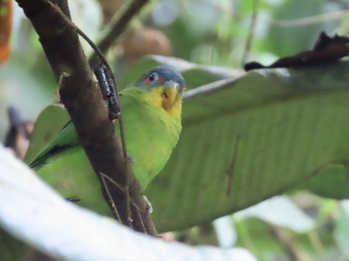 Blue-fronted Parrotlet - ML616877632