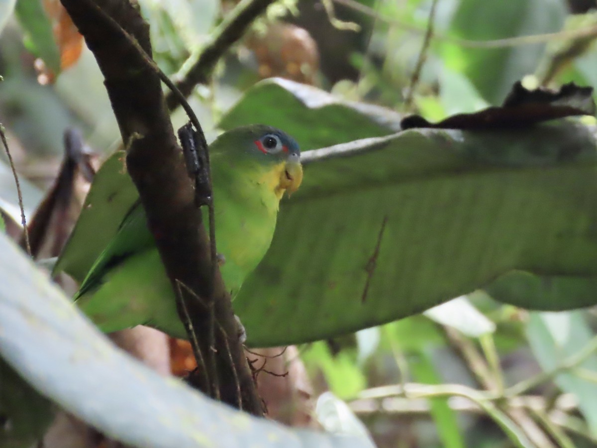 Blue-fronted Parrotlet - ML616877633