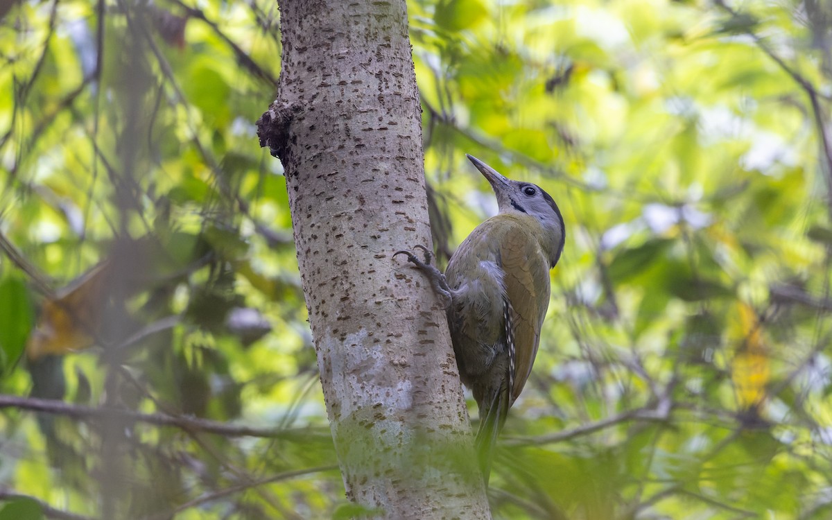 Gray-headed Woodpecker - ML616877643