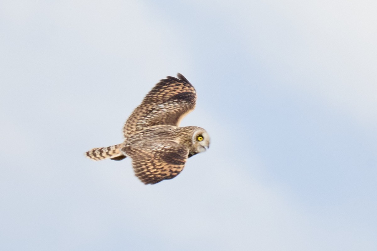 Short-eared Owl - ML616877655