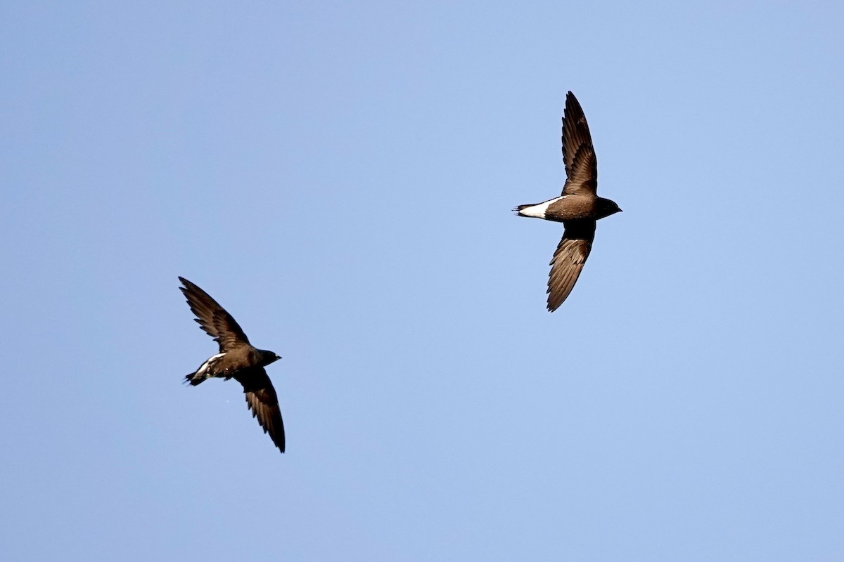 Brown-backed Needletail - ML616877663