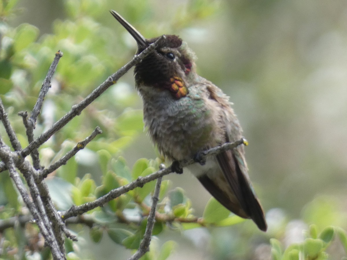Anna's Hummingbird - ML616877697