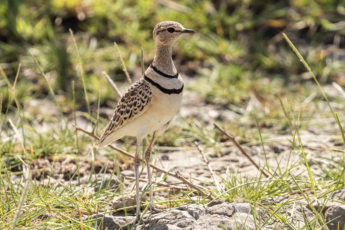 Double-banded Courser - ML616877932