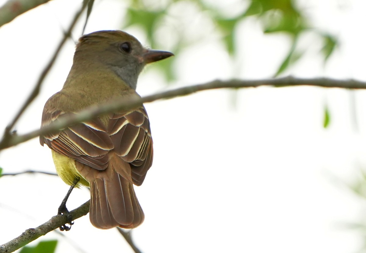 Great Crested Flycatcher - ML616878013