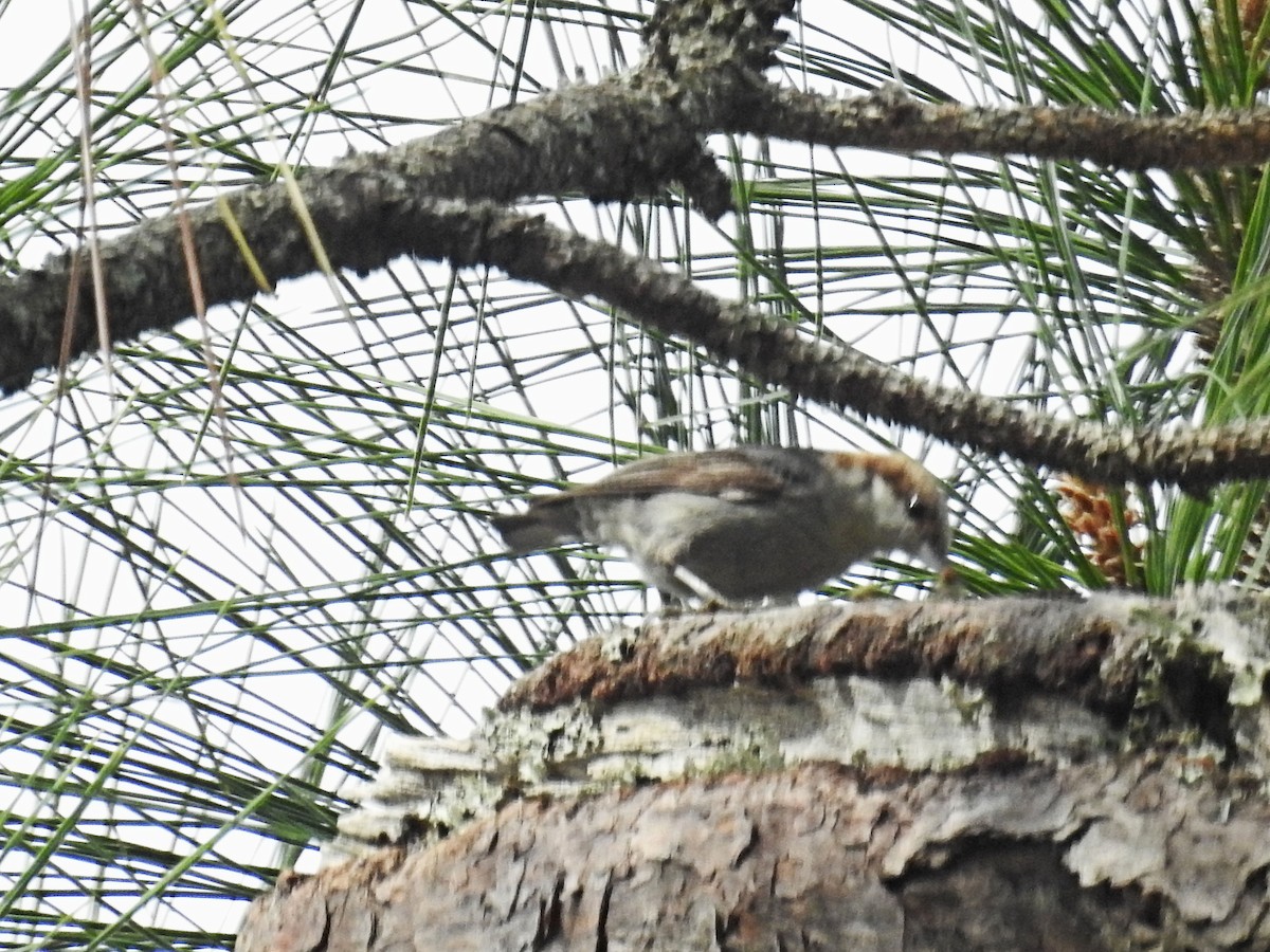 Brown-headed Nuthatch - ML616878024