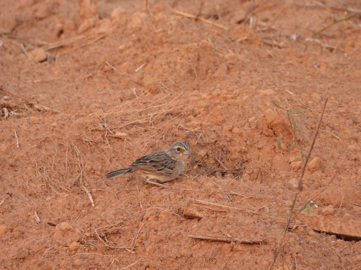 Grassland Sparrow - ML616878097