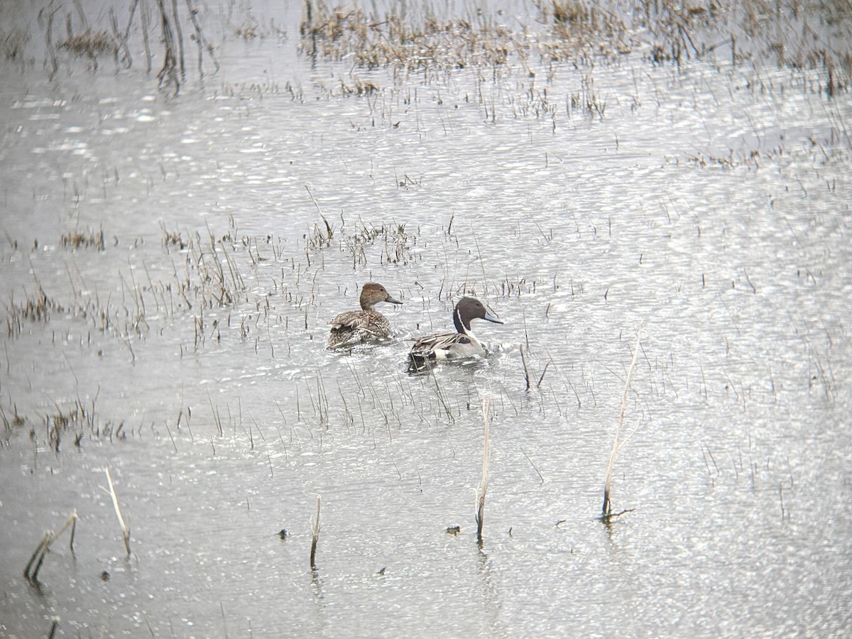 eBird Checklist 24 Mar 2024 Bosque del Apache NWR 35 species